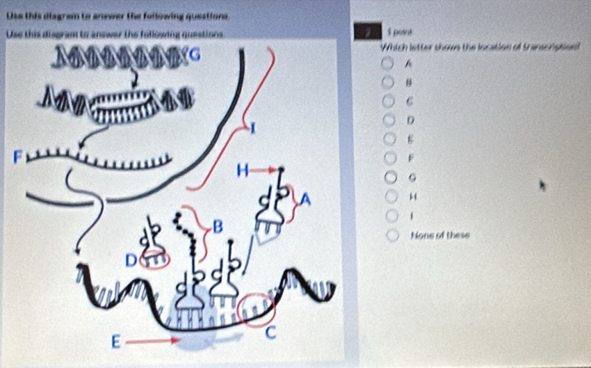 Uss this disgram to anewer the following questions.
U 1 poins
Which letter showe the location of transcription?
A
B
C
D
F
G
“
None of these