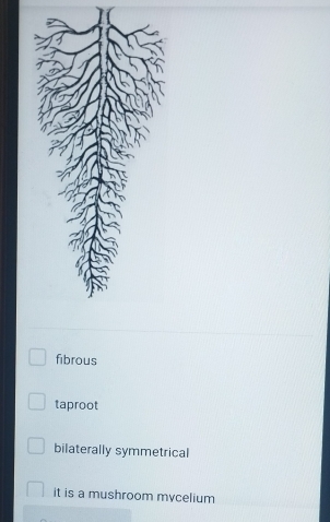 fibrous
taproot
bilaterally symmetrical
it is a mushroom mycelium