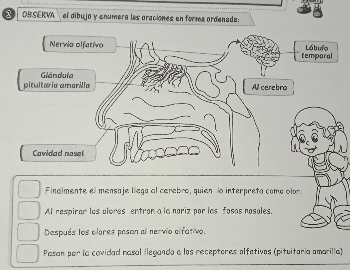 ① OBSERVA el dibujo y enumera las oraciones en forma ordenada: 
Pasan por la cavidad nasal llegando a los receptores olfativos (pituitaria amarilla)