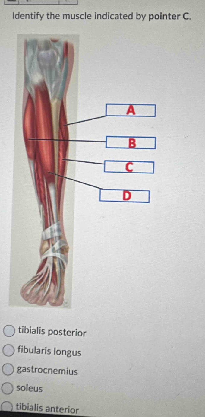 Identify the muscle indicated by pointer C.
tibialis posterior
fibularis longus
gastrocnemius
soleus
tibialis anterior