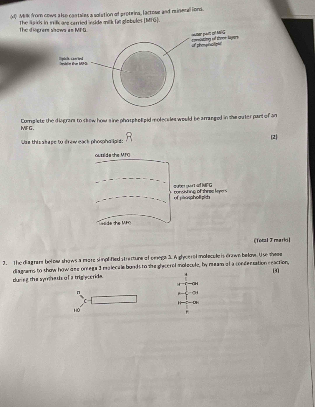 Milk from cows also contains a solution of proteins, lactose and mineral ions. 
The lipids in milk are carried inside milk fat globules (MFG). 
The diagra 
Complete the diagram to show how nine phospholipid molecules would be arranged in the outer part of an
MFG. 
Use this shape to draw each phospholipid: (2) 
outside the MFG
outer part of MFG
consisting of three layers 
of phospholipids 
inside the MFG
(Total 7 marks) 
2. The diagram below shows a more simplified structure of omega 3. A glycerol molecule is drawn below. Use these 
diagrams to show how one omega 3 molecule bonds to the glycerol molecule, by means of a condensation reaction, 
H 
during the synthesis of a triglyceride. (3)
H OH
。
H -OH
H -OH
HO
H