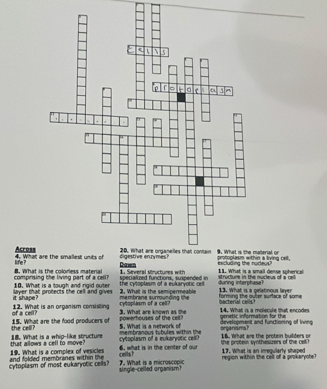 Acrossaterial or 
4. What in a living cell, 
life? excluding the nucleus? 
8. What is the colorless material 1. Several structures with 11. What is a small dense spherical 
comprising the living part of a cell? specialized functions, suspended in structure in the nucleus of a cell 
10. What is a tough and rigid outer the cytoplasm of a eukaryotic cell during interphase? 
layer that protects the cell and gives 2. What is the semipermeable 13. What is a gelatinous layer 
forming the outer surface of some 
it shape? membrane surrounding the bactenal cells? 
12. What is an organism consisting cytoplasm of a cell? 
of a cell? 3. What are known as the 14. What is a molecule that encodes 
genetic information for the 
15. What are the food producers of powerhouses of the cell? development and functioning of living 
the cell? 5. What is a network of 
18. What is a whip-like structure membranous tubules within the organisms? 16. What are the protein builders or 
that allows a cell to move? cytoplasm of a eukaryotic cell? the protein synthesizers of the cell? 
19. What is a complex of vesicles 6. what is in the center of our 17. What is an irregularly shaped 
and folded membranes within the cells? region within the cell of a prokaryote? 
cytoplasm of most eukaryotic cells? 7. What is a microscopic 
single-celled organism?