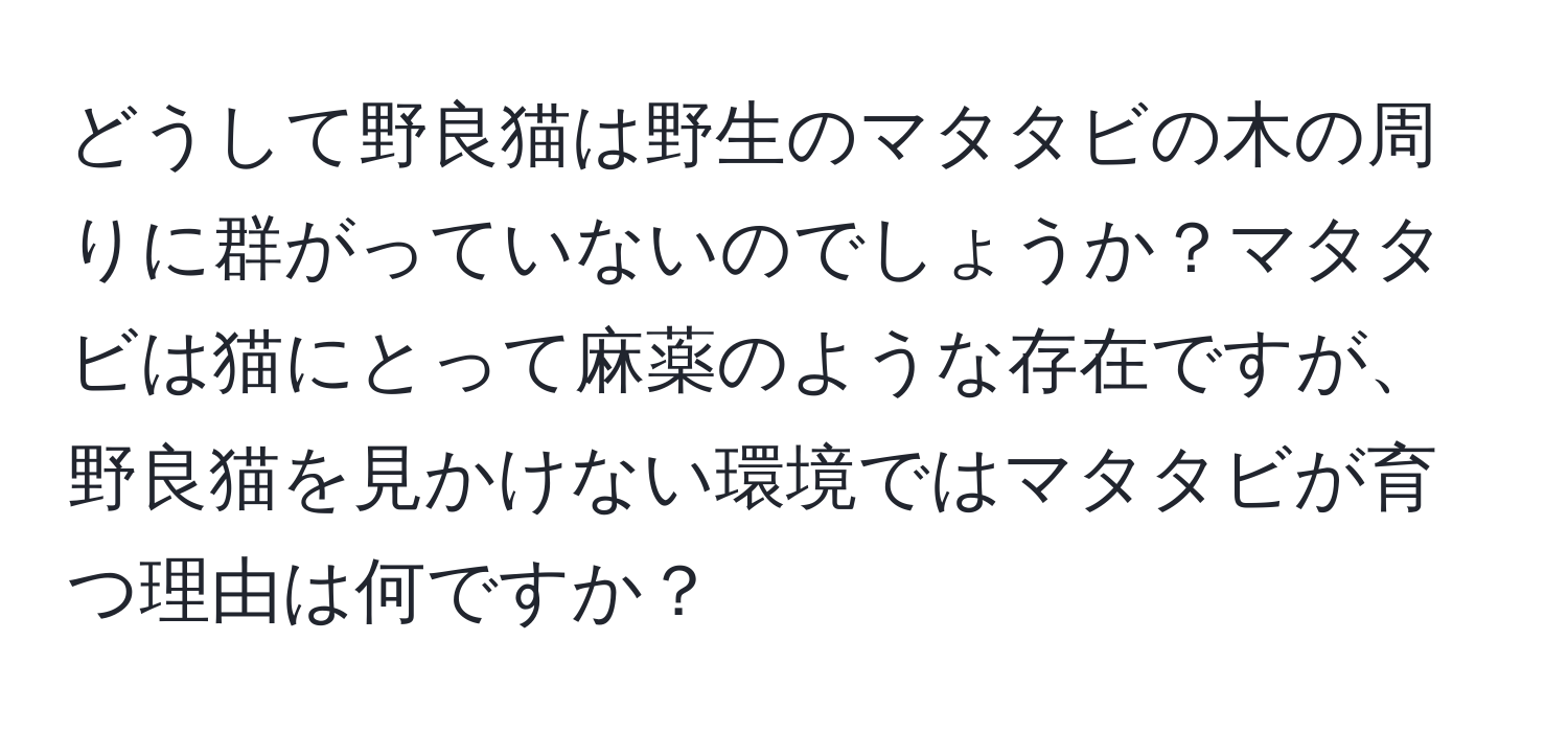 どうして野良猫は野生のマタタビの木の周りに群がっていないのでしょうか？マタタビは猫にとって麻薬のような存在ですが、野良猫を見かけない環境ではマタタビが育つ理由は何ですか？