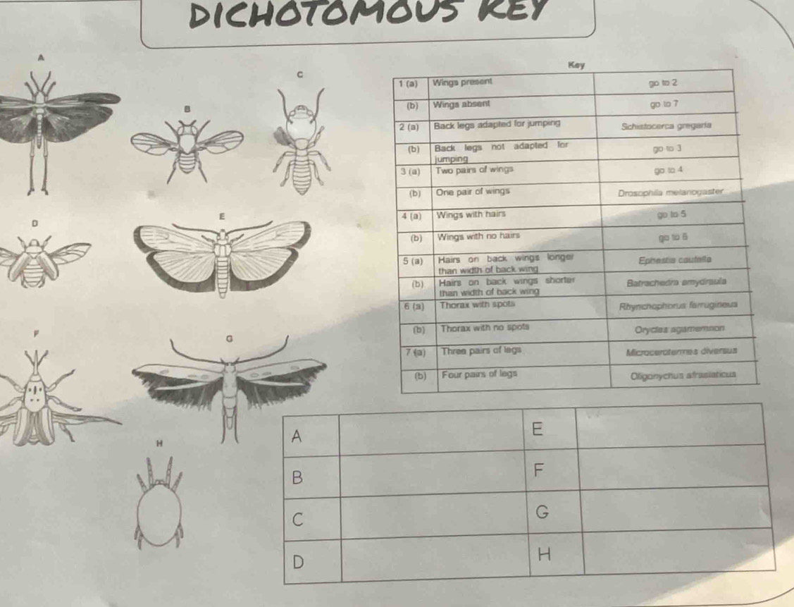 DICHOTOMOUS KEY 
C