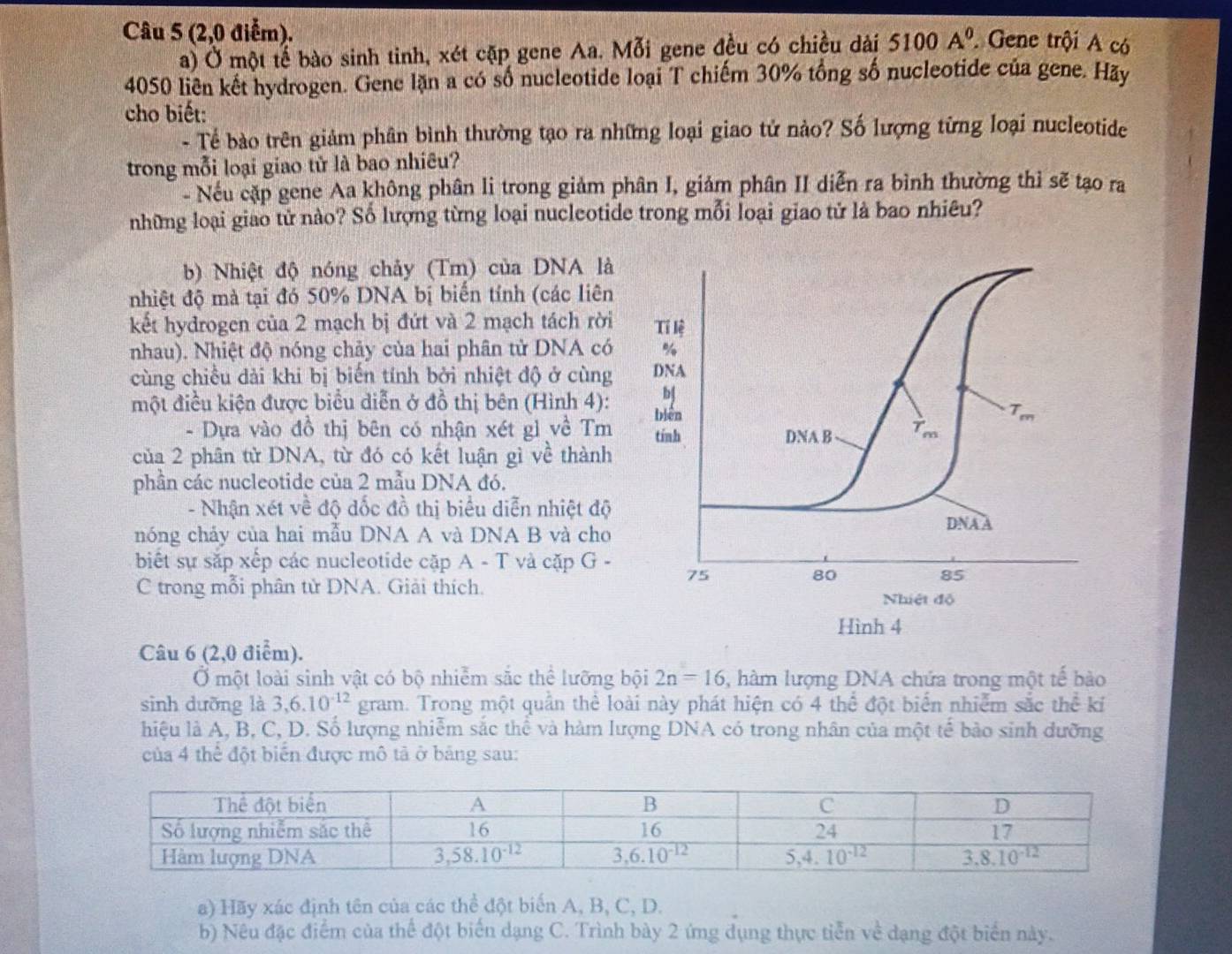 (2,0 điểm).
a) Ở một tế bào sinh tinh, xét cặp gene Aa. Mỗi gene đều có chiều dài 5100A^0 Gene trội A có
4050 liên kết hydrogen. Gene lặn a có số nucleotide loại T chiếm 30% tổng số nucleotide của gene. Hãy
cho biết:
- Tể bào trên giảm phân bình thường tạo ra những loại giao tử nảo? Số lượng từng loại nucleotide
trong mỗi loại giao tử là bao nhiêu?
- Nếu cặp gene Aa không phân li trong giảm phân I, giảm phân II diễn ra bình thường thì sẽ tạo ra
những loại giao tử nào? Số lượng từng loại nucleotide trong mỗi loại giao tử là bao nhiêu?
b) Nhiệt độ nóng chảy (Tm) của DNA là
nhiệt độ mà tại đó 50% DNA bị biến tính (các liên
kết hydrogen của 2 mạch bị đứt và 2 mạch tách rời Tỉ lệ
nhau). Nhiệt độ nóng chảy của hai phân tử DNA có %
cùng chiều dài khi bị biến tính bởi nhiệt độ ở cùng DNA
bị
một điều kiện được biểu diễn ở đồ thị bên (Hình 4): biên
T_m
- Dựa vào đồ thị bên có nhận xét gì về Tm tính DNA B 7 m
của 2 phân tử DNA, từ đó có kết luận gì về thành
phần các nucleotide của 2 mẫu DNA đó.
- Nhận xét về độ đốc đồ thị biểu diễn nhiệt độ
DNA A
nóng chảy của hai mẫu DNA A và DNA B và cho
biết sự sắp xếp các nucleotide cặp A-T và cặp G -
C trong mỗi phân tử DNA. Giải thích.
75
80
85
Nhiệt độ
Hình 4
Câu 6 (2,0 điểm).
Ở một loài sinh vật có bộ nhiễm sắc thể lưỡng bội 2n=16 ,  hàm lượng DNA chứa trong một tế bào
sinh dưỡng là 3,6.10^(-12) gram. Trong một quân thể loài này phát hiện có 4 thể đột biển nhiễm sắc the^(frac 1)6 kí
hiệu là A, B, C, D. Số lượng nhiễm sắc thể và hàm lượng DNA có trong nhân của một tế bào sinh dưỡng
của 4 thể đột biến được mô tả ở bảng sau:
a) Hãy xác định tên của các thể đột biến A, B, C, D.
b) Nêu đặc điểm của thể đột biến dạng C. Trình bày 2 ứng dụng thực tiễn về dạng đột biển này.