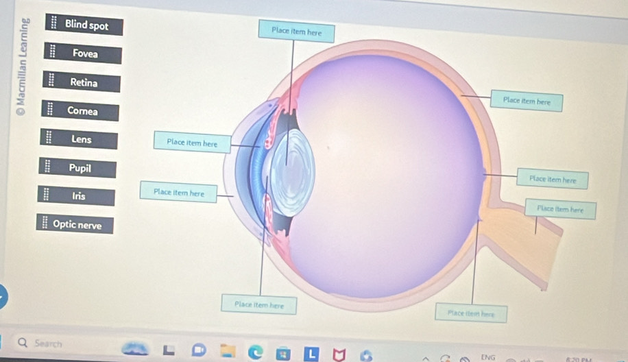 Blind spot 
Fovea 
Retina 
Cornea 
Lens 
Pupil 
Iris 
Optic nerve 
Search 
ENG