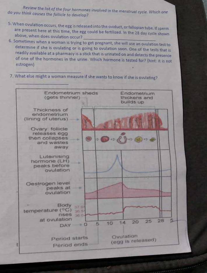 Review the list of the four hormones involved in the menstrual cycle. Which one 
do you think causes the follicle to develop? 
5. When ovulation occurs, the egg is released into the oviduct, or fallopian tube. If sperm 
are present here at this time, the egg could be fertilized. In the 28 day cycle shown 
_ 
above, when does ovulation occur? 
6. Sometimes when a woman is trying to get pregnant, she will use an ovulation test to 
determine if she is ovulating or is going to ovulation soon. One of the tests that is 
readily available at a pharmacy is a stick that is urinated on and detects the presence 
of one of the hormones in the urine. Which hormone is tested for? (hint: it is not 
estrogen) 
_ 
7. What else might a woman measure if she wants to know if she is ovulating? 
_ 
Endometrium sheds Endometrium 
(gets thinner) thickens and 
builds up 
Thickness of 
endometrium 
(lining of uterus) 
Ovary follicle 
releases eg 
then collapses 
and wastes 
away 
Luteinising 
hormone (LH) 
peaks before 
ovulation 
Oestrogen level 
peaks at 
ovulation 
Body 
temperature (^circ C)
rses 
at ovulation 
DAY 5 10 14 20 25 28
Period starts Ovulation 
Period ends (egg is released)