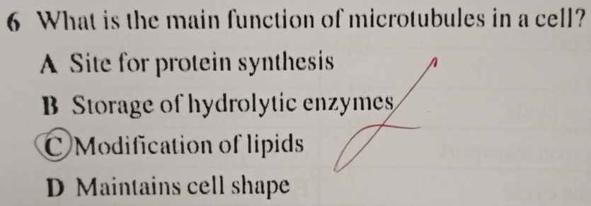 What is the main function of microtubules in a cell?
A Site for protein synthesis
B Storage of hydrolytic enzymes
Modification of lipids
D Maintains cell shape