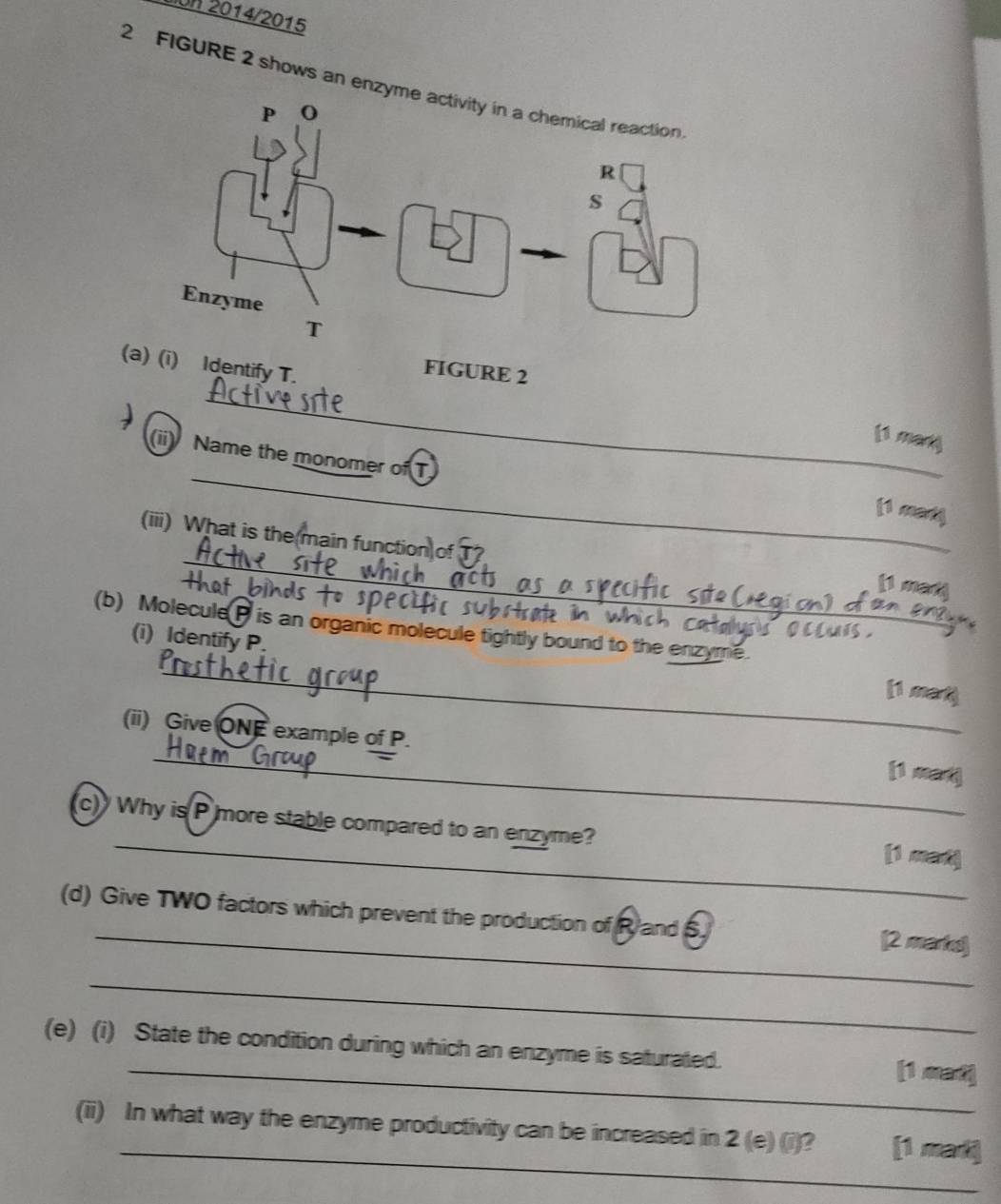 Un 2014/2015 
2 FIGURE 2 shows an enzyme activity in a chemical reaction 
(a) (i) Identify T. 
FIGURE 2 
_ 
[1 man) 
_ 
(ii) Name the monomer of T
[1 mat 
_ 
(iii) What is the main function 
( mat 
(b) Molecule P is an organic molecule tightly bound to the enzyme. 
(i) Identify P. 
_ 
[ mat 
(ii) Give ONE example of P. [1 mar] 
(c)Why is P more stable compared to an enzyme? [1 mar] 
_ 
(d) Give TWO factors which prevent the production of Rand S [2 marks) 
_ 
_ 
(e) (i) State the condition during which an enzyme is saturated. [1 wad] 
_ 
(ii) In what way the enzyme productivity can be increased in 2(e)(i) 2 [1 mar