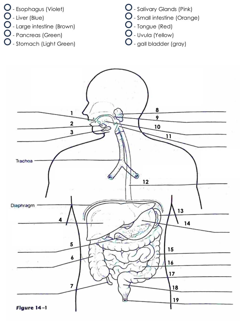 Esophagus (Violet) - Salivary Glands (Pink) 
- Liver (Blue) - Small intestine (Orange) 
- Large intestine (Brown) - Tongue (Red) 
- Pancreas (Green) - Uvula (Yellow) 
- Stomach (Light Green) - gall bladder (gray) 
D 
Figure 14-1