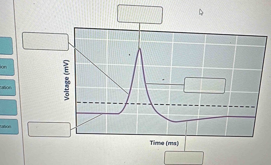 ion 
zation 

zation 
Time (ms)