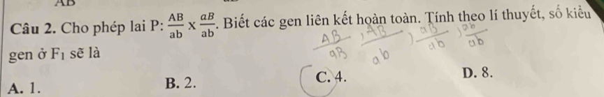 AB
Câu 2. Cho phép lai P: AB/ab *  aB/ab . Biết các gen liên kết hoàn toàn. Tính theo lí thuyết, số kiểu
gen ở F_1 sẽ là
A. 1. B. 2. C. 4. D. 8.