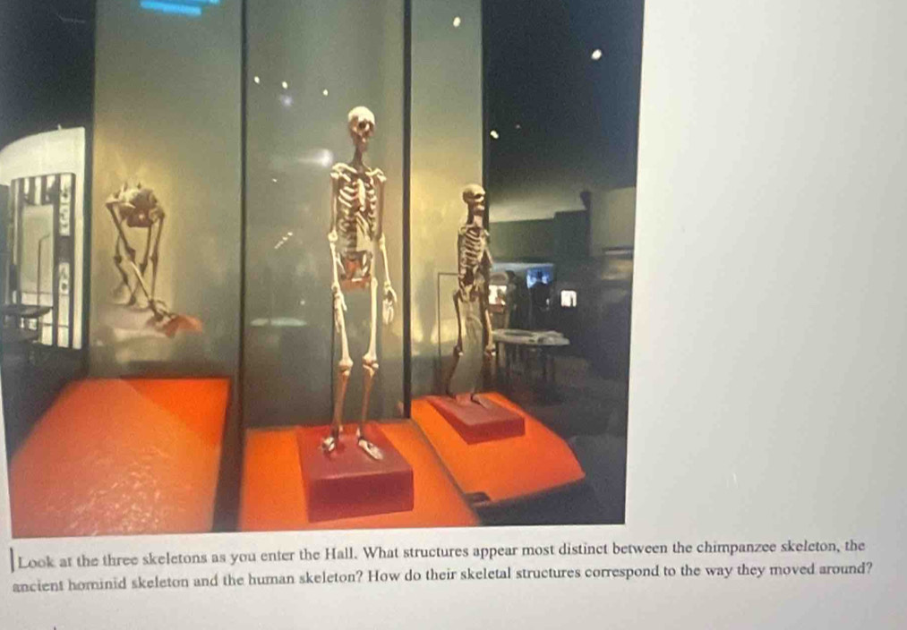 Limpanzee skeleton, the 
anay they moved around?