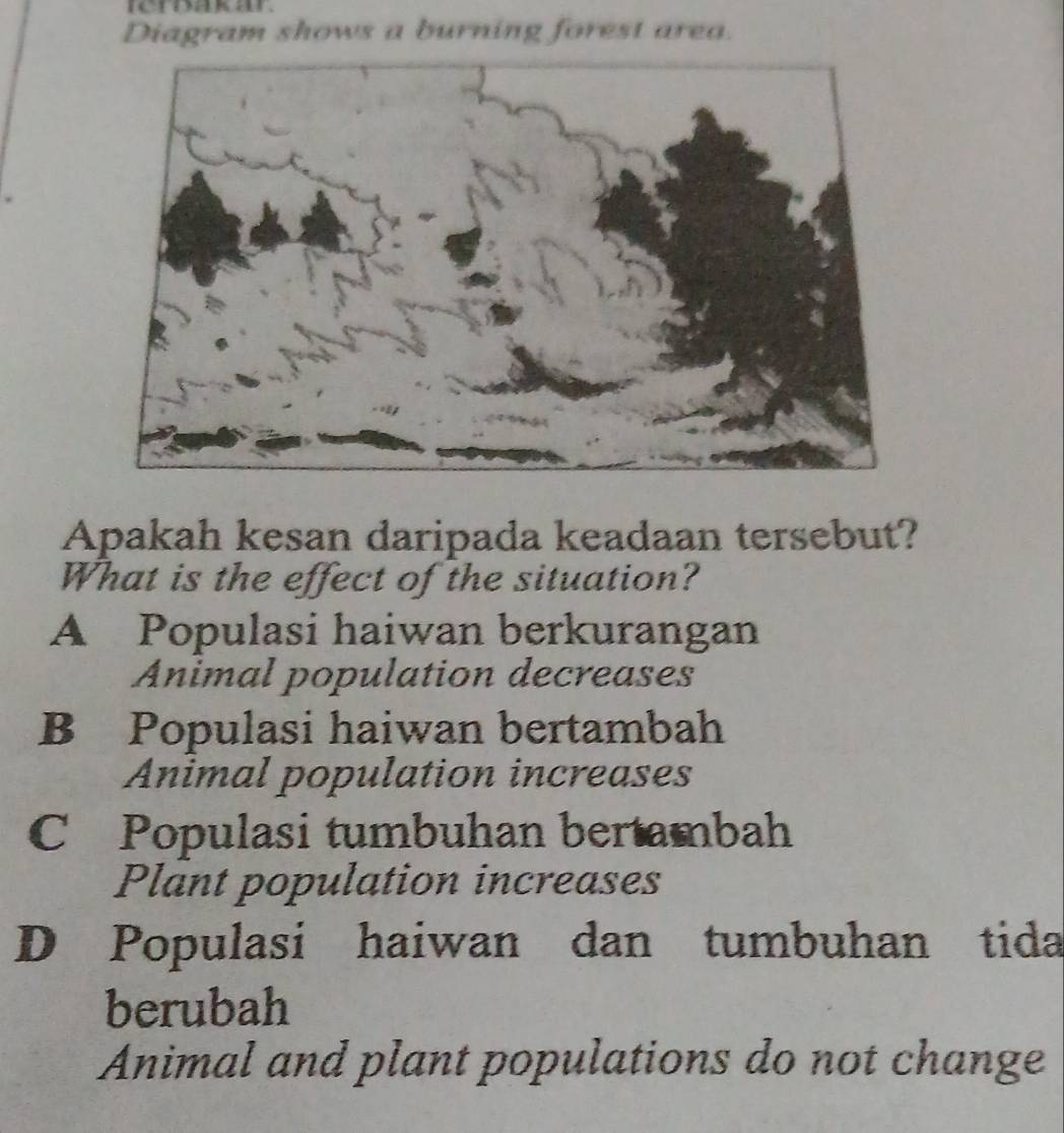 rerpakar
Diagram shows a burning forest area.
Apakah kesan daripada keadaan tersebut?
What is the effect of the situation?
A Populasi haiwan berkurangan
Animal population decreases
B Populasi haiwan bertambah
Animal population increases
C Populasi tumbuhan bertambah
Plant population increases
D Populasi haiwan dan tumbuhan tida
berubah
Animal and plant populations do not change