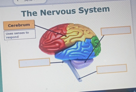 The Nervous System