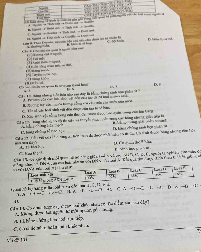 A. Người → Tính tính → Đư
B. Người → Đười ươi → Tỉnh tỉnh → Gorilla.
C. Người → Gorilla → Tỉnh tính → Đười ươi.
D. Người → Tĩnh tỉnh → Gorilla → Đưới ưới
Câu 8. Theo Darwin, nguyên liệu chủ yểu cho chọn lọc tự nhiên là D. biển dị cá thể.
A. thường biển. B. biển dị tổ hợp. C. đột biến.
Câu 9. Cho các cơ quan ở người như sau:
(1) Xương cụt ở người.
(2) Túi mật.
(3) Ruột thừa ở người.
(4) Lớp lông mao trên cơ thể.
(5) Răng nanh.
(6) Tuyển nước bọt.
(7)Răng khôn
(8)Mẫu tai.
Có bao nhiều cơ quan là cơ quan thoái hóa? C. 7 D. 8
A. 5
B. 6
Cầu 10. Bằng chứng tiến hóa nào sau đây là bằng chứng sinh học phân tứ ?
A. Protein của các loài sinh vật đều cấu tạo từ 20 loại amino acid.
B. Xương tay của người tương đồng với cấu trúc chi trước của mèo.
C. Tất cả các loài sinh vật đều được cấu tạo từ tế bào.
D. Xác sinh vật sống trong các thời đại trước được bảo quản trong các lớp băng.
Cầu 11. Bằng chứng có độ tin cậy và thuyết phục nhất trong các bằng chứng gián tiếp là
A. bằng chứng hóa thạch. B. bằng chứng giải phẫu so sánh.
C. bằng chứng tế bào học. D. bằng chứng sinh học phân tử.
Câu 12. Dấu vết của lá dương xỉ trên than đá được phát hiện có từ đại Cổ sinh thuộc bằng chứng tiến hóa
nào sau đây? B. Cơ quan thoái hóa.
A. Tế bào học.
C. Hóa thạch. D. Sinh học phân tử.
Câu 13. Để xác định mối quan hệ họ hàng giữa loài A và các loài B, C, D, E, người ta nghiên cứu mức độ
ác loài này so với DNA của loài A. Kết quả thu được (tính theo tỉ lệ % giống nh
Quan hệ họ hàng giữa loài A và các loài B, C, D, E là
A. Ato Bto Cto Dto E. B. Ato Eto Dto Bto C. C. Ato Dto Eto Cto B. D. Ato Bto C
→D.
Câu 14. Cơ quan tượng tự ở các loài khác nhạu có đặc điểm nào sau đây?
A. Không được bắt nguồn từ một nguồn gốc chung.
B. Là bằng chứng tiến hoá trực tiếp.
C. Có chức năng hoàn toàn khác nhau.
T
Mã đề 103