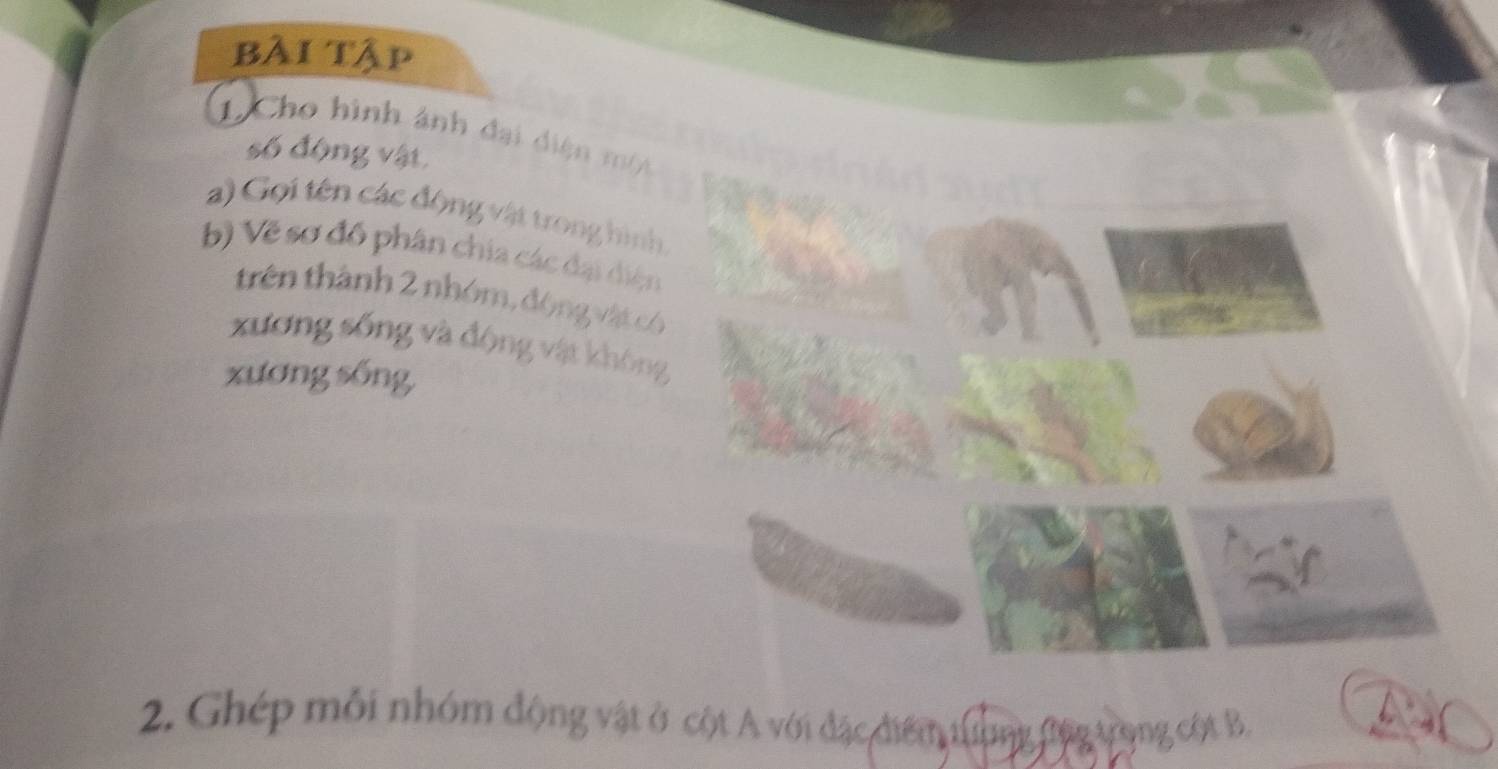 bài Tập 
1Cho hình ảnh đại diện mộ 
số động vật. 
a) Gọi tên các động vật trong hình 
b) Về sơ đồ phân chia các đại diện 
trên thành 2 nhóm, động vật có 
xương sống và động vật không 
xương sống, 
2. Ghép mỗi nhóm động vật ở cột A với đặc điểm thờng đng trọng cột B.