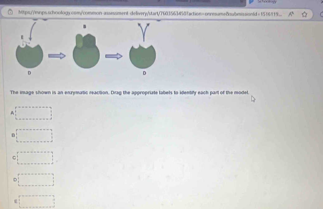 Schoology
http=://mnps.schoology.com/common-assessment-delivery/start/7603563450?action=onresume&submissionld> , A^5 widehat LI 
1516119
The image shown is an enzymatic reaction. Drag the appropriate labels to identify each part of the model.
A
B
C
D
E