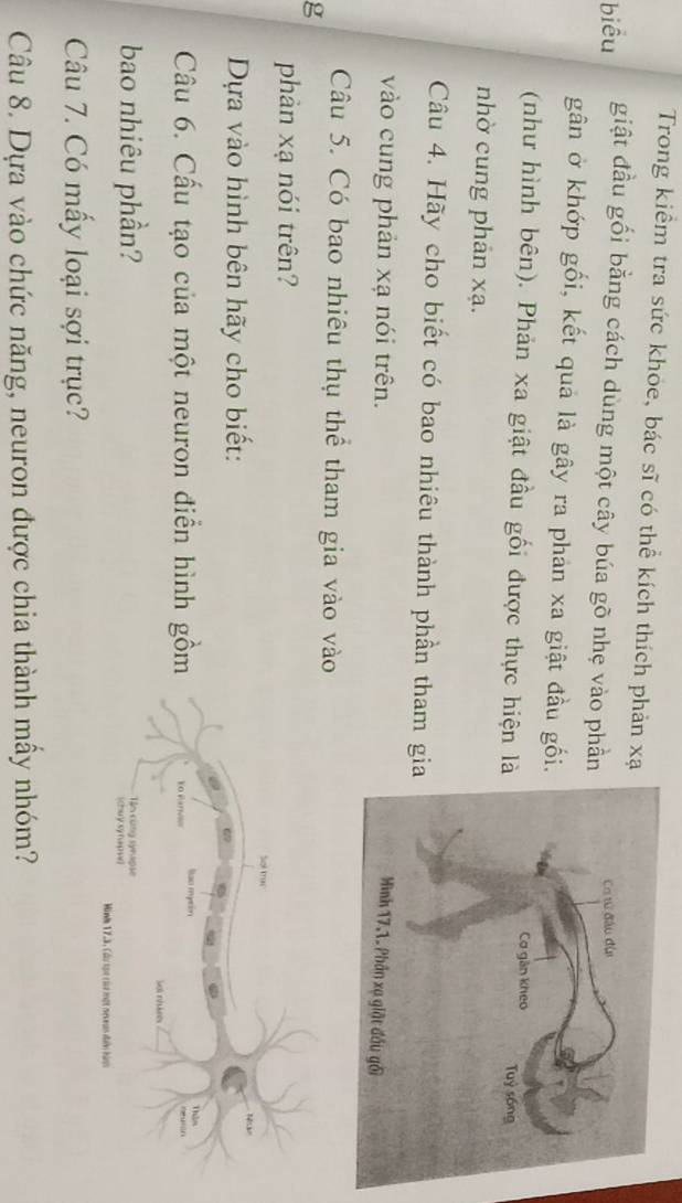 Trong kiểm tra sức khỏe, bác sĩ có thể kích thích phản xạ 
biểu giật đầu gối bằng cách dùng một cây búa gõ nhẹ vào phần 
gân ở khớp gối, kết quả là gây ra phản xa giật đầu gối 
(như hình bên). Phản xa giật đầu gối được thực hiện là 
nhờ cung phản xạ. 
Câu 4. Hãy cho biết có bao nhiêu thành phần tham gi 
vào cung phản xạ nói trên. 
Câu 5. Có bao nhiêu thụ thể tham gia vào vào 
g 
phản xạ nói trên? 
Sol trac 
Dựa vào hình bên hãy cho biết: 
N 
6 
Sao myein Thim 
Câu 6. Cấu tạo của một neuron điễn hình gồm Eo Parvlon n 
Sợi nhành 
bao nhiêu phần? Tin cong symapse (chuy synap v 
Minh 1723, Cầu sọc của một neveun đưn hàm 
Câu 7. Có mấy loại sợi trục? 
Câu 8. Dựa vào chức năng, neuron được chia thành mẫy nhóm?