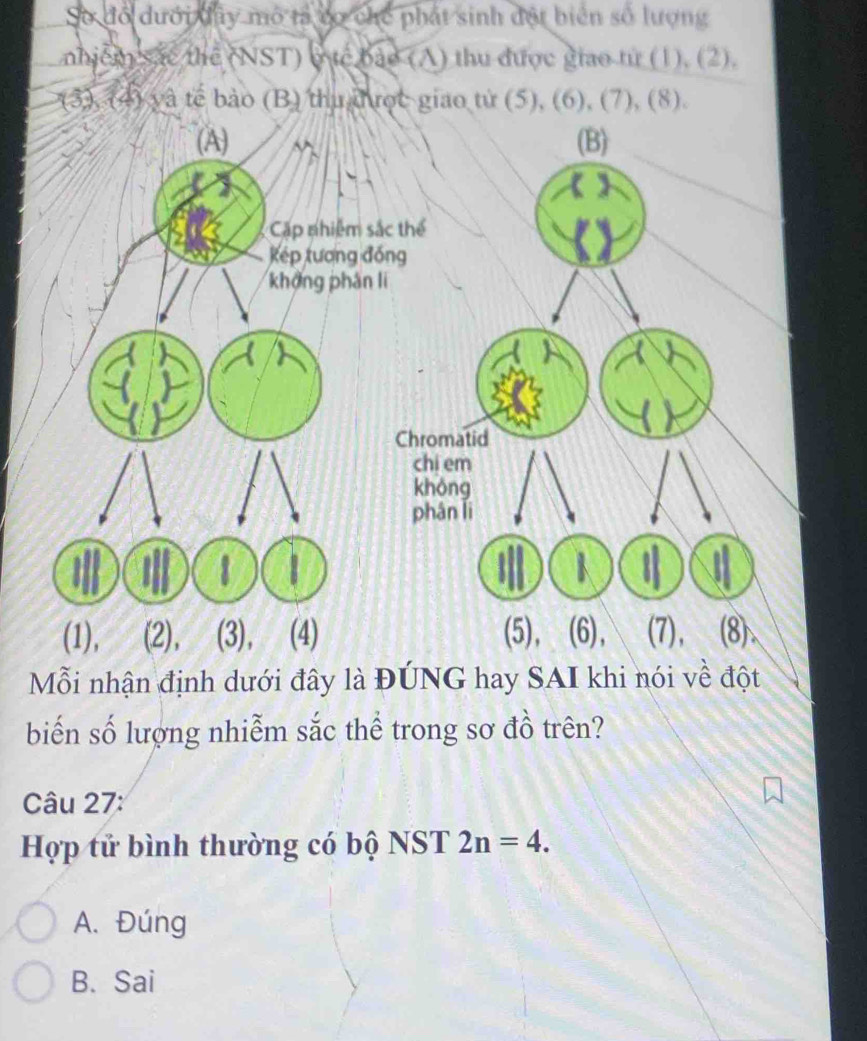 Số đổ dưới dịy mô tả cơ chế phát sinh đột biển số lượng
nhiệm sắc thể (NST) o tế bảo (A) thu được giao từ (1). (2).
(3), (4) và tế bảo (B) thu hrợc giao tử (5), (6), (7), (8).
(A) (B)
Cặp nhiệm sắc thể
kép tượng đồng
khởng phân li
Chromatid
chi em
không
phân lì
I 1 | K
(1), (2), (3), (4) (5), (6), (7), (8)
Mỗi nhận định dưới đây là ĐÚNG hay SAI khi nói về đột
biến số lượng nhiễm sắc thể trong sơ đồ trên?
Câu 27:
Hợp tử bình thường có bộ NST 2n=4.
A. Đúng
B. Sai