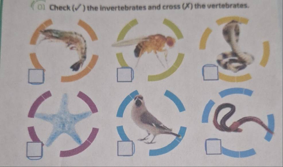 《□1 Check (√) the invertebrates and cross (X) the vertebrates.