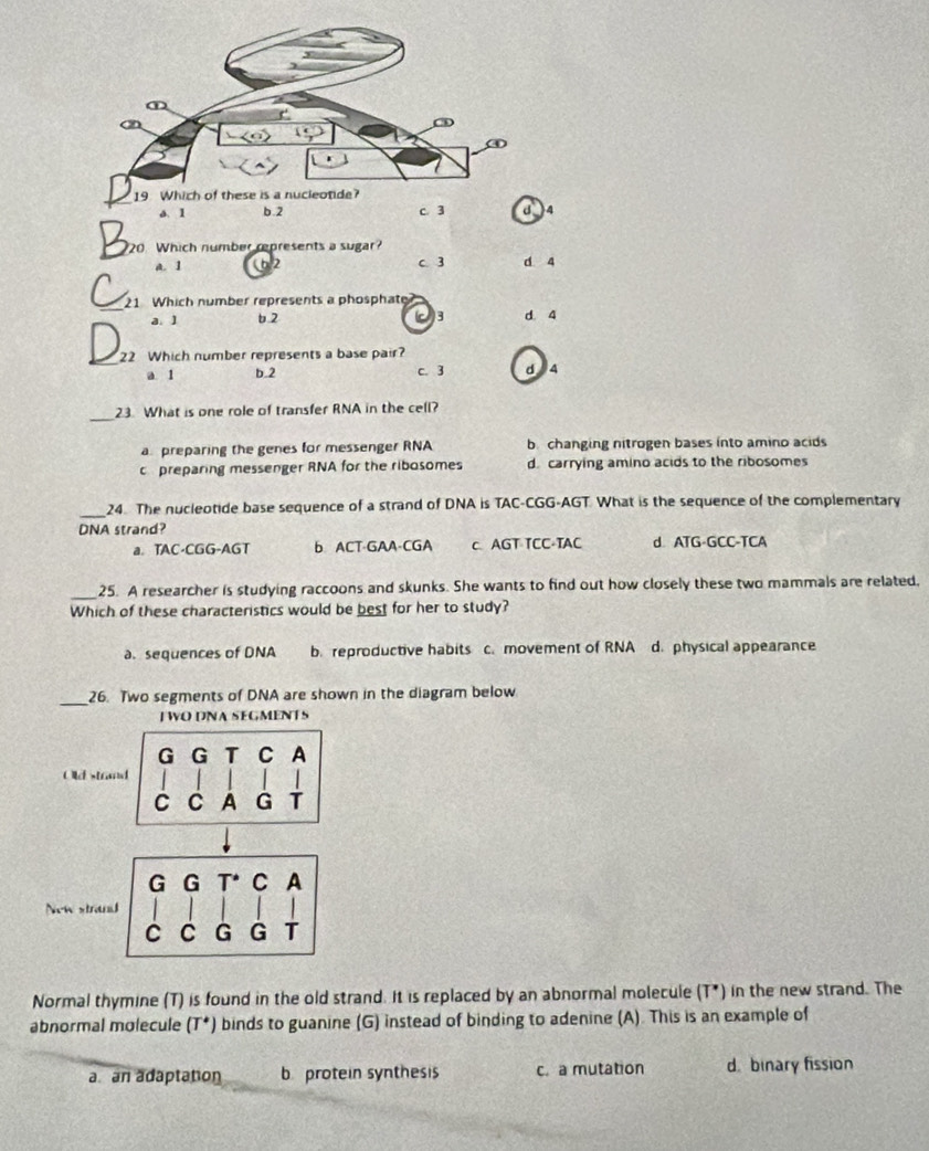 d 4
20 Which number represents a sugar?
a. 1 6/2 C. 3 d 4
_1 Which number represents a phosphate
a. 1 b 2 )3 d. 4
_
22 Which number represents a base pair?
a 1 b.2 c. 3 d 4
_23 What is one role of transfer RNA in the cell?
a preparing the genes for messenger RNA b. changing nitrogen bases into amino acids
c preparing messenger RNA for the ribosomes d. carrying amino acids to the ribosomes
_24. The nucleotide base sequence of a strand of DNA is TAC-CGG-AGT. What is the sequence of the complementary
DNA strand?
a. TAC-CGG-AGT b ACT-GAA-CGA c. AGT TCC-TAC d. ATG-GCC-TCA
_25. A researcher is studying raccoons and skunks. She wants to find out how closely these two mammals are related,
Which of these characteristics would be best for her to study?
a. sequences of DNA b. reproductive habits c. movement of RNA d. physical appearance
_26. Two segments of DNA are shown in the diagram below
TWO DNA SEGMENTS
G G T C A
Old strand
C C A G T
G G C A
New strand
C C G G T
Normal thymine (T) is found in the old strand. It is replaced by an abnormal molecule (T*) in the new strand. The
abnormal molecule (T^*) binds to guanine (G) instead of binding to adenine (A). This is an example of
a an adaptation b protein synthesis c. a mutation d. binary fission