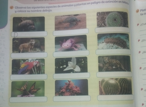 Observa las siguientes especies de animales y plantas en peligro de extinción en Mx 
y coloca su nombre debajo. 
Plat 
tu c 
¿Cu 
_ 
_ 
cEn 
_ 
cRi 
_ 
_ 
a 
_ 
_ 
_