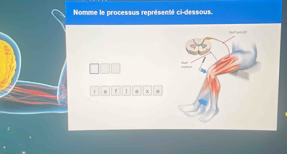 Nomme le processus représenté ci-dessous. 
ref1e* e