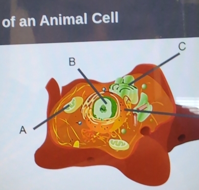 of an Animal Cell