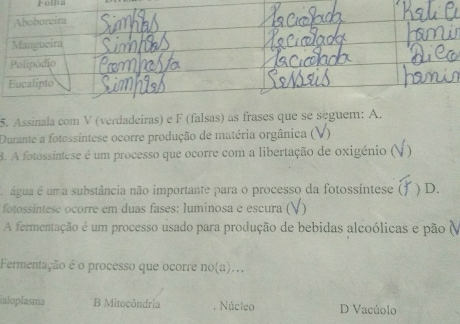 Felha
Aboborcira
Mangueira
Polipódio
Eucalipto
5. Assinala com V (verdadeiras) e F (falsas) as frases que se seguem: A.
Durante a fotossíntese ocorre produção de matéria orgânica ()
B. A fotossintese é um processo que ocorre com a libertação de oxigénio ( )
água é um a substância não importante para o processo da fotossíntese ( ) D.
fotossintese ocorre em duas fases: luminosa e escura (V)
A fermentação é um processo usado para produção de bebidas alcoólicas e pão (
Fermentação é o processo que ocorre no(a)..
ialoplasma B Mitocôndria. Núcleo D Vacúolo