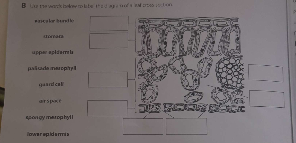 Use the words below to label the diagram of a leaf cross-section.
D
vascular bundle

0: º. σ 。
stomata
= a
0
a o
a
9
0
a
a
0
ā a
a
upper epidermis
e 
o
palisade mesophyll
guard cell
air space
spongy mesophyll
lower epidermis