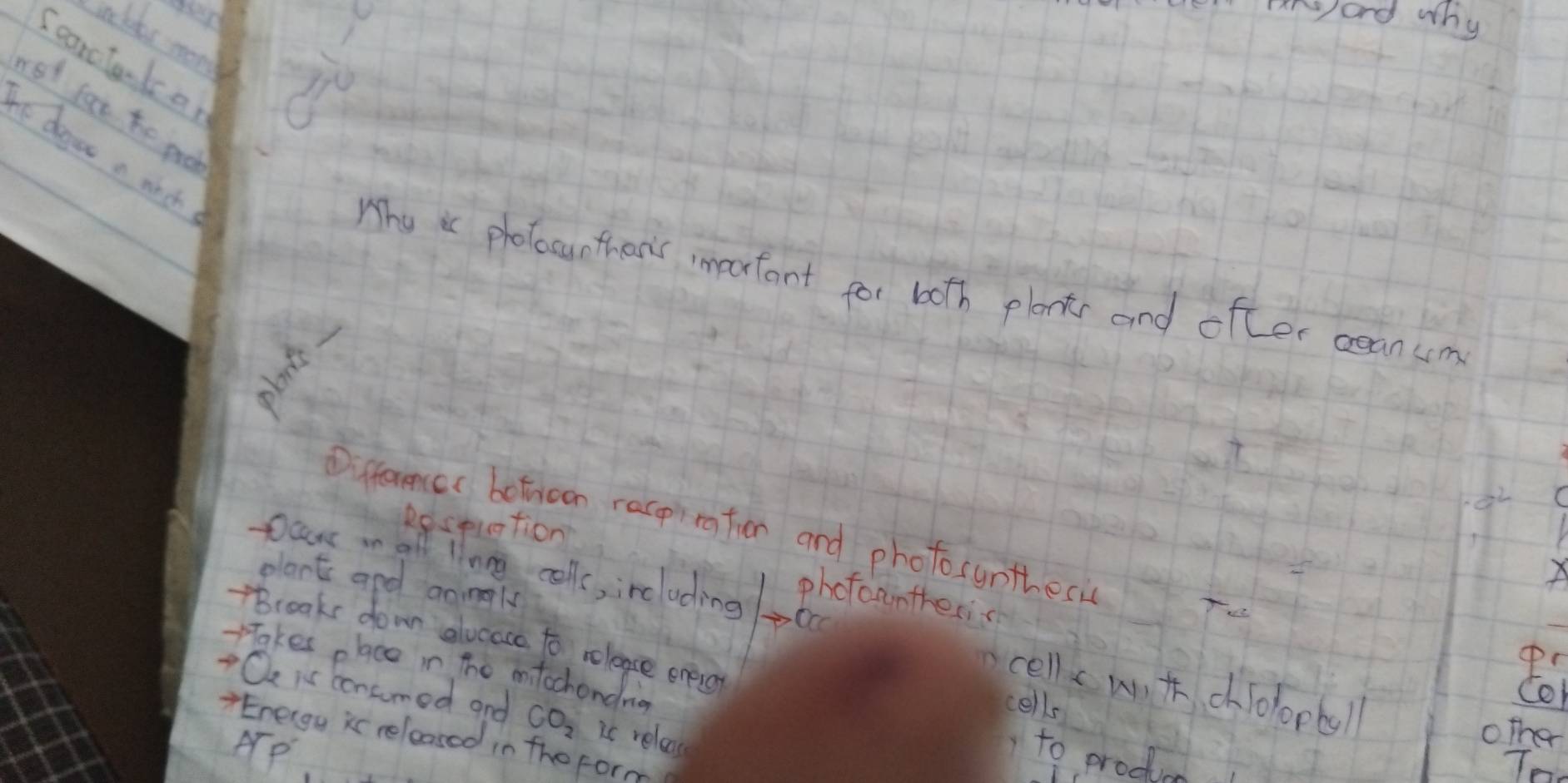 and why 
inc latr mond 
Icarclandor 
red fot he poo 
IE degee a wich 
Why is photocunthers important for both plants and ofter ceanum 
Differencee betnoon recpiratien and photosuntheci 
Respuation 
pars on all linng colls, ircluding Oc 
plart and aningly 
photoantheric 
-Brooks dow alucace to reloase eneo cells 
Takes place in the mtochondrig 
cell cw t chTolopball 
Oe is boncomed and CO_2 is relaxx 
TEneigu ic released in the form 
Ap 
other 
to producm 
To