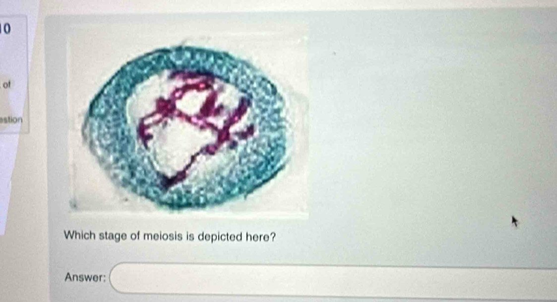 of 
estion 
Which stage of meiosis is depicted here? 
Answer: □