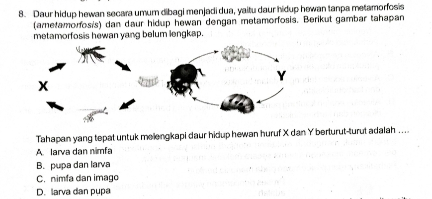 Daur hidup hewan secara umum dibagi menjadi dua, yaitu daur hidup hewan tanpa metamorfosis
(ametamorfosis) dan daur hidup hewan dengan metamorfosis. Berikut gambar tahapan
metamorfosis hewan yang belum lengkap.
Tahapan yang tepat untuk melengkapi daur hidup hewan huruf X dan Y berturut-turut adalah ....
A. larva dan nimfa
B. pupa dan larva
C. nimfa dan imago
D. larva dan pụpa