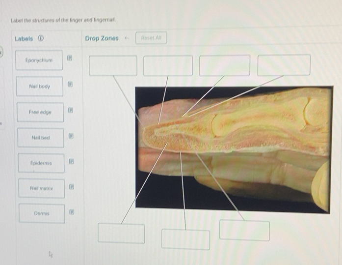Solved: Label the structures of the finger and fingernail. Labels Drop ...