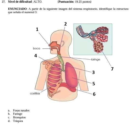 Nivel de dificultad: ALTO. (Puntuación: 19.25 puntos)
ENUNCIADO: A partir de la siguiente imagen del sistema respiratorio, identifique la estructura
que señala el numeral 3.
a. Fosas nasales
b. Faringe
c. Bronquios
d. Tráquea