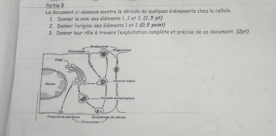 Partie B 
Le document ci-dessous montre le déroule de quelques événements chez la cellule. 
1. Donner le nom des éléments 1, 2 et 3. (1,5 pt) 
2. Donner l'origine des éléments 1 et 2 (0,5 point) 
3. Donner leur rôle à travers l'exploitation complète et précise de ce document. (2pt)