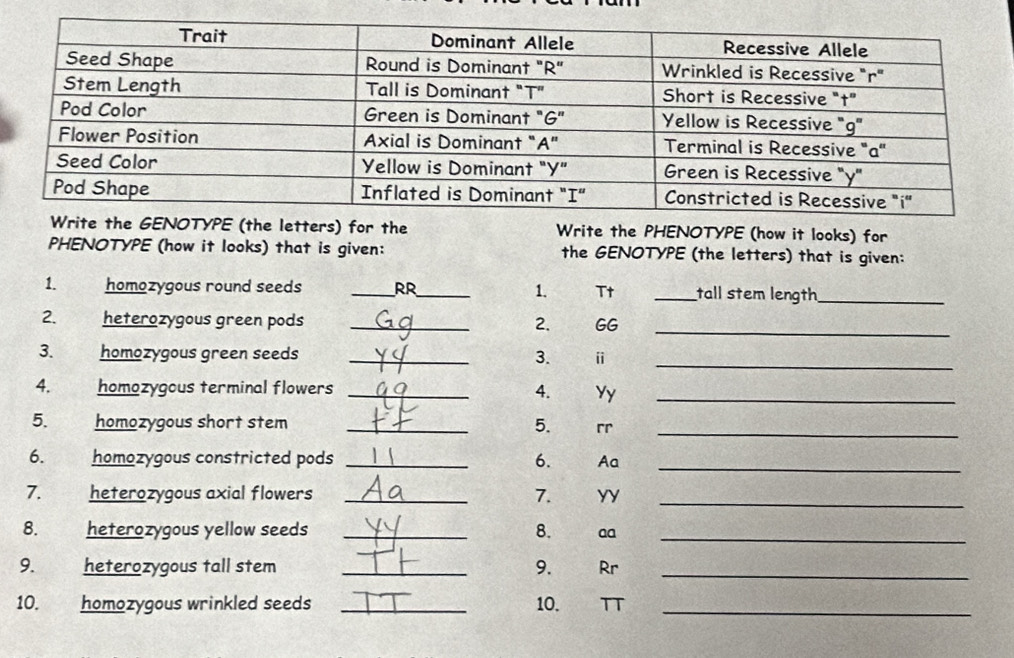 the letters) for the Write the PHENOTYPE (how it looks) for 
PHENOTYPE (how it looks) that is given: the GENOTYPE (the letters) that is given: 
1. homozygous round seeds _RR_ 1. Tt _tall stem length_ 
2. heterozygous green pods _2. GG_ 
3. homozygous green seeds _3. ⅱ_ 
4. homozygous terminal flowers _4. Yy_ 
5. homozygous short stem _5. rr_ 
6. homozygous constricted pods _6. Aa_ 
7. heterozygous axial flowers _7. Yy_ 
8. heterozygous yellow seeds _8. aa_ 
9. heterozygous tall stem _9. Rr_ 
10. homozygous wrinkled seeds _10. TT_