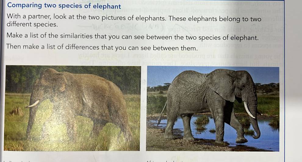 Comparing two species of elephant 
With a partner, look at the two pictures of elephants. These elephants belong to two 
different species. 
Make a list of the similarities that you can see between the two species of elephant. 
Then make a list of differences that you can see between them.