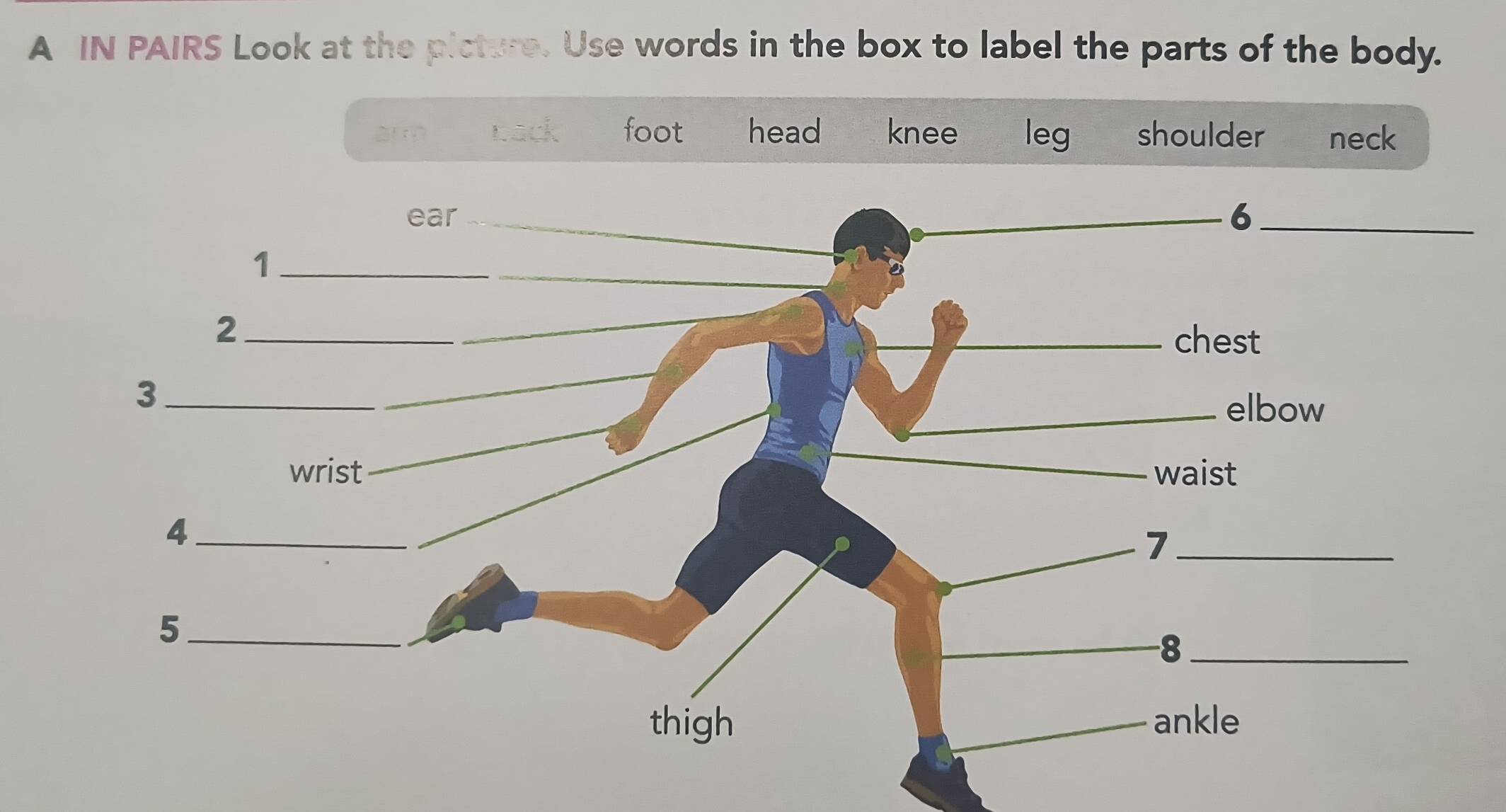 A IN PAIRS Look at the picture. Use words in the box to label the parts of the body. 
ar back foot head knee leg shoulder neck