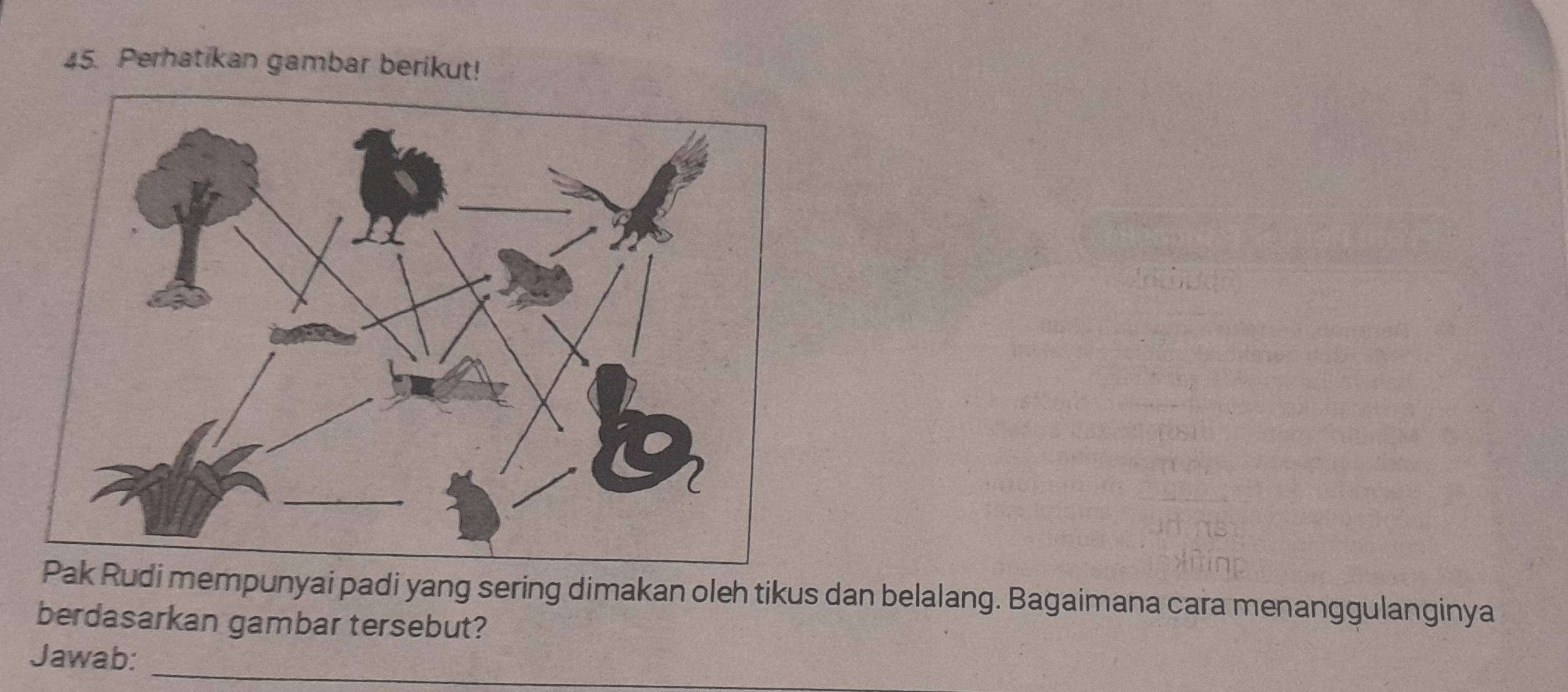 Perhatikan gambar berikut! 
mempunyai padi yang sering dimakan oleh tikus dan belalang. Bagaimana cara menanggulanginya 
berdasarkan gambar tersebut? 
Jawab:_