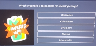 Which organelle is responsible for releasing energy?
Ribosomes
Chloropiasts
Cytoplasm
Nucleus
Mitochondria