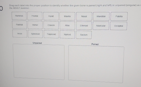 Drag each label into the proper position to identify whether the given bone is paired (right and left) or unpaired (singular) as r
the ADULT skeleton.
Humerus Frontal Hyoid Maxilla Nasal Mandible Patella
Parietal Vomer Clavicle Atias Ethmoid Navicular Occipital
Incus Sphenoid Trapezoid Xiphold Sacrum
Unpaired Paired