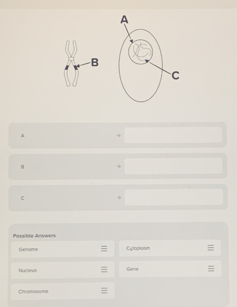 A
B
C
Possible Answers
Genome Cytoplasm
Nucleus Gene
Chromosome