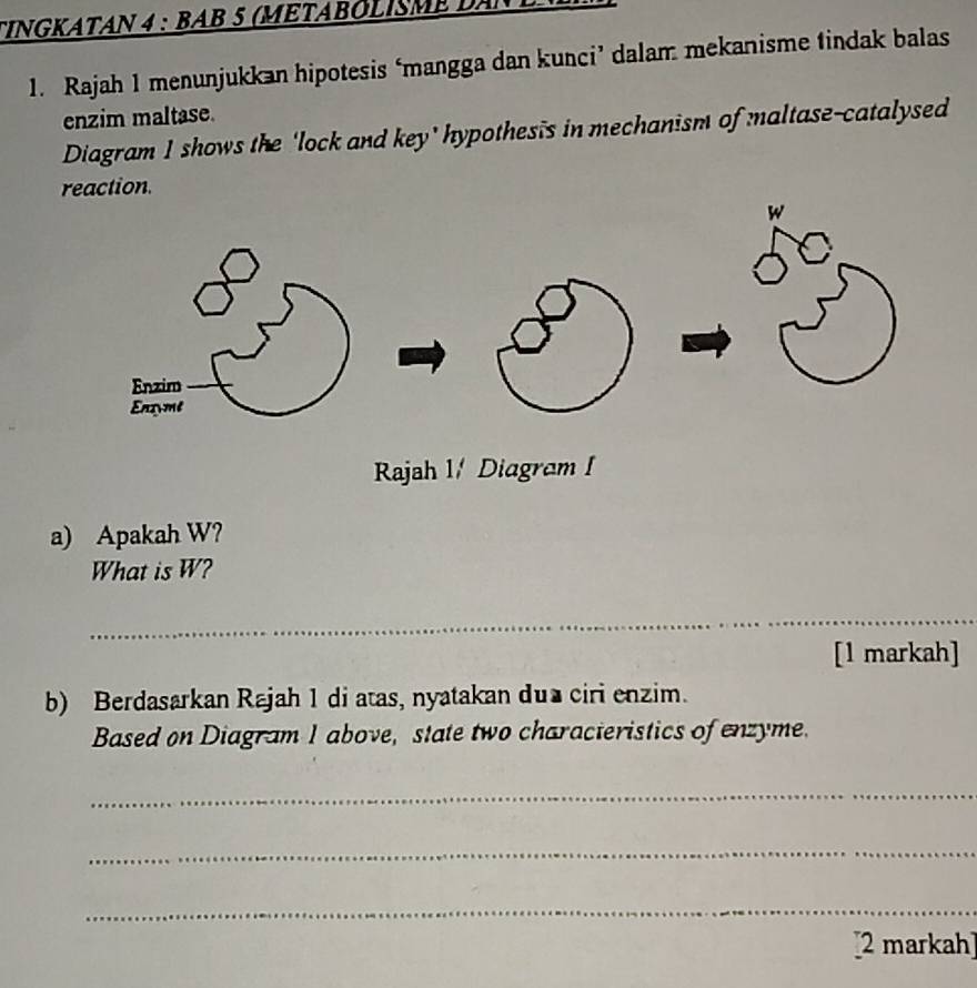 TINGKatAN 4 : bAB 5 (METABóLIsme da 
1. Rajah 1 menunjukkan hipotesis ‘mangga dan kunci’ dalam mekanisme tindak balas 
enzim maltase. 
Diagram 1 shows the 'lock and key' hypothesis in mechanism of maltase-catalysed 
reaction. 
Rajah 1/ Diagram I 
a) Apakah W? 
What is W? 
_ 
[1 markah] 
b) Berdasarkan Rajah 1 di atas, nyatakan du ciri enzim. 
Based on Diagram 1 above, state two characteristics of enzyme. 
_ 
_ 
_ 
[2 markah]