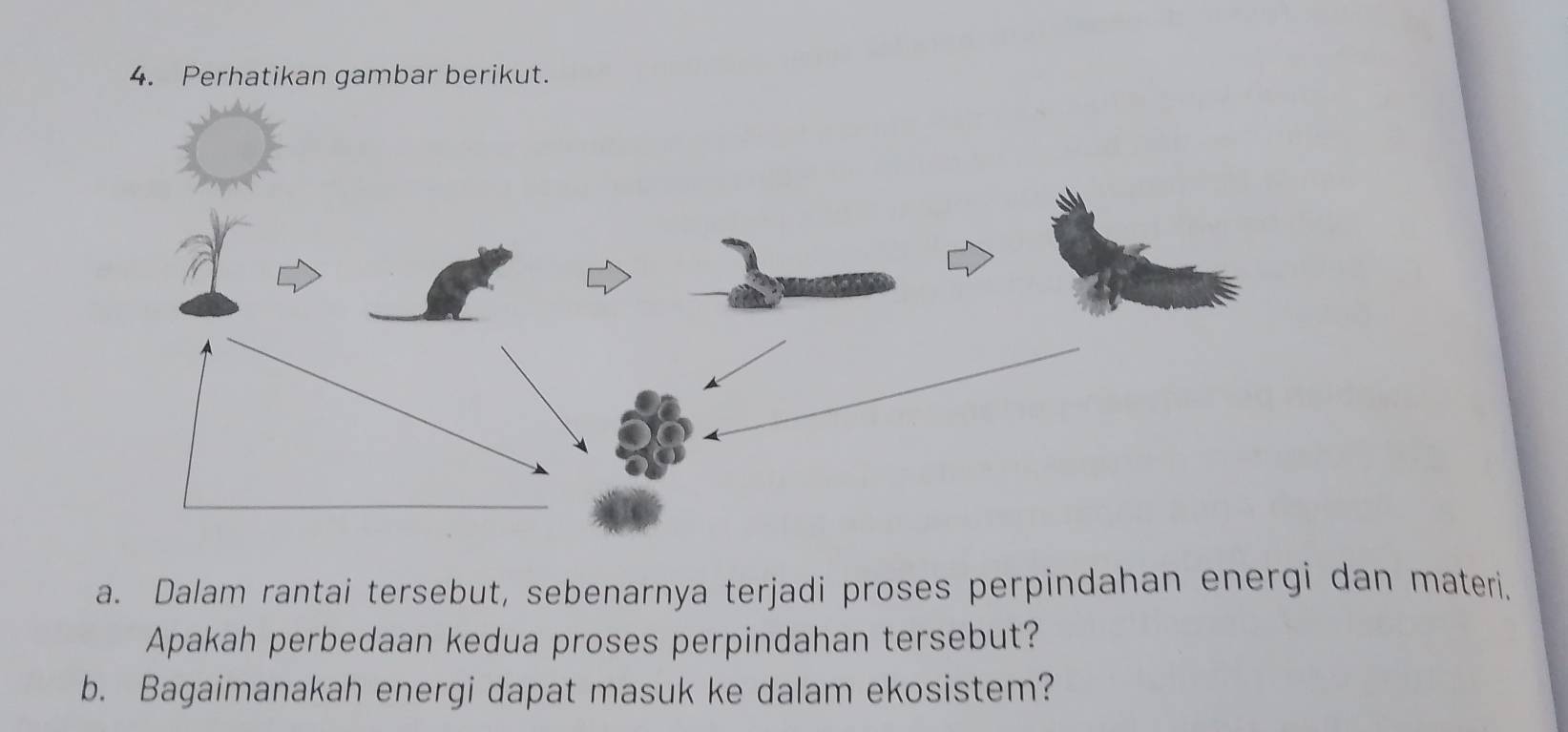 Perhatikan gambar berikut. 
a. Dalam rantai tersebut, sebenarnya terjadi proses perpindahan energi dan materi. 
Apakah perbedaan kedua proses perpindahan tersebut? 
b. Bagaimanakah energi dapat masuk ke dalam ekosistem?