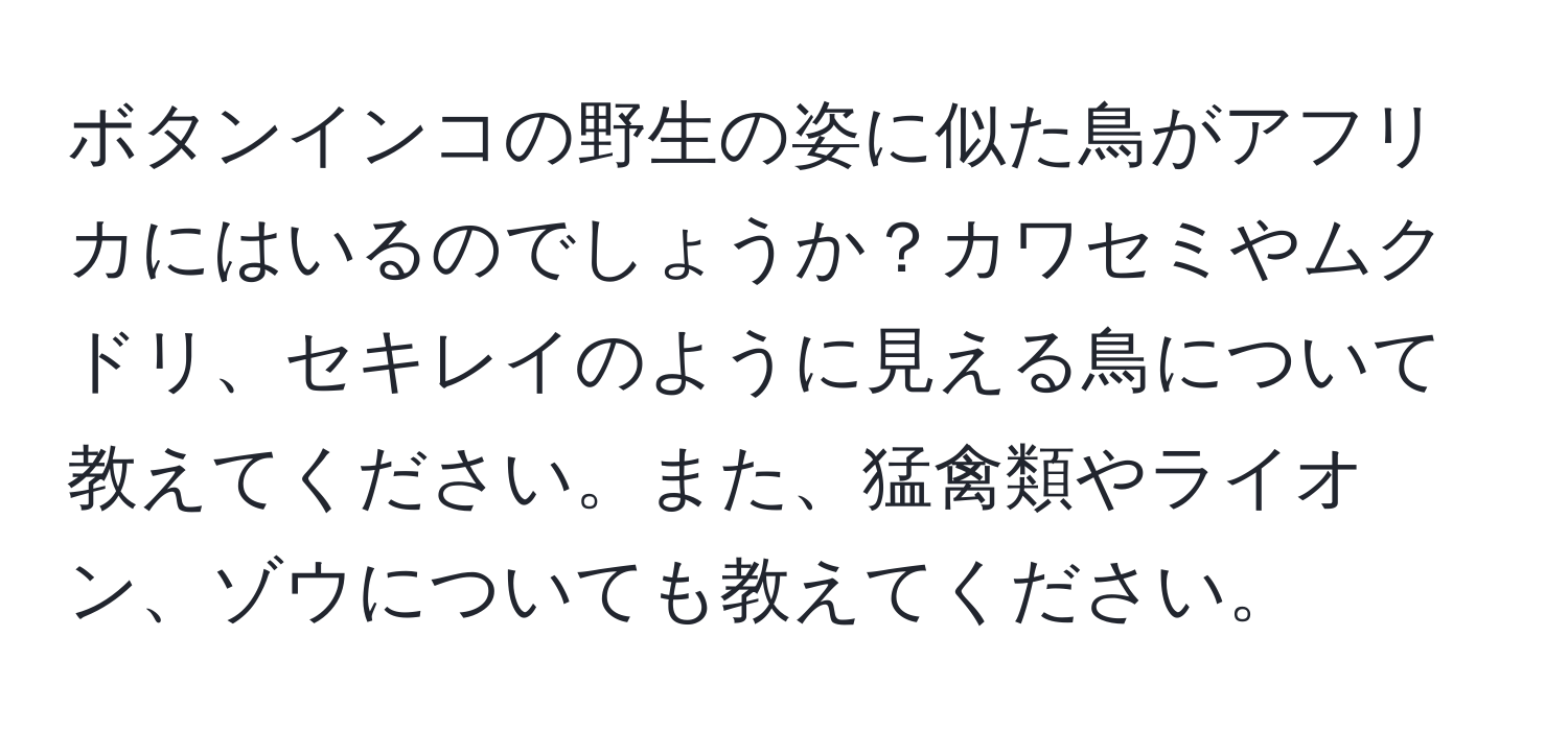 ボタンインコの野生の姿に似た鳥がアフリカにはいるのでしょうか？カワセミやムクドリ、セキレイのように見える鳥について教えてください。また、猛禽類やライオン、ゾウについても教えてください。