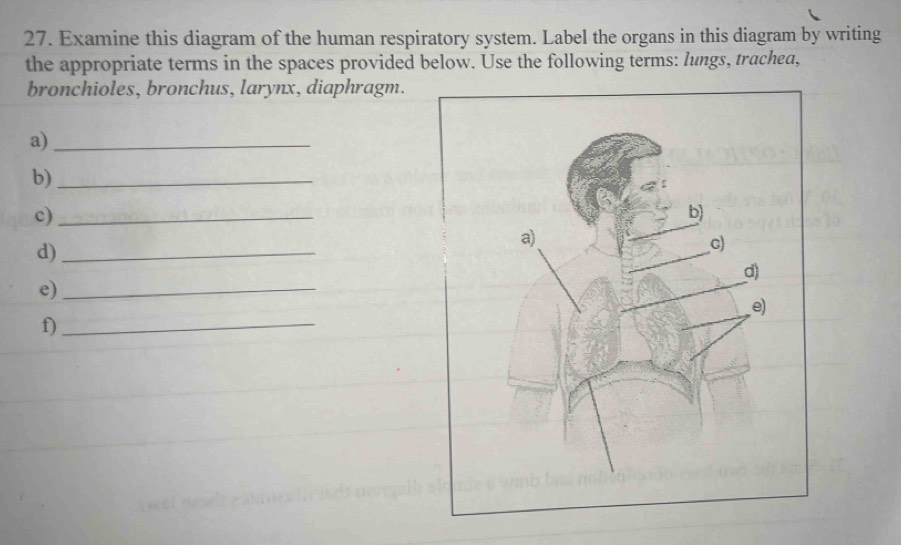 Examine this diagram of the human respiratory system. Label the organs in this diagram by writing 
the appropriate terms in the spaces provided below. Use the following terms: lungs, trachea, 
bronchioles, bronchus, larynx, diaphragm. 
a)_ 
b)_ 
c)_ 
d)_ 
e)_ 
f)_