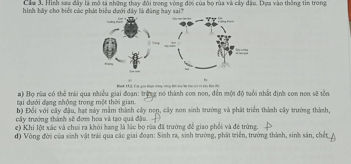 Hình sau đây là mô tả những thay đôi trong vòng đời của bọ rùa và cây đậu. Dựa vào thông tin trong
hình hãy cho biết các phát biểu dưới đây là đúng hay sai?
a)
b)
Hình 15.2. Các giai đoạn trong vòng đời của bọ rùa (a) và cây đậu (b)
a) Bọ rùa có thể trải qua nhiều giai đoạn: trùng nỏ thành con non, đến một độ tuổi nhất định con non sẽ tồn
tại dưới dạng nhộng trong một thời gian.
b) Đối với cây đậu, hạt này mầm thành cây non, cây non sinh trưởng và phát triển thành cây trưởng thành,
cây trưởng thành sẽ đơm hoa và tạo quả đậu.
c) Khi lột xác và chui ra khỏi hang là lúc bọ rùa đã trưởng để giao phối và đẻ trứng.
d) Vòng đời của sinh vật trải qua các giai đoạn: Sinh ra, sinh trưởng, phát triển, trưởng thành, sinh sản, chết