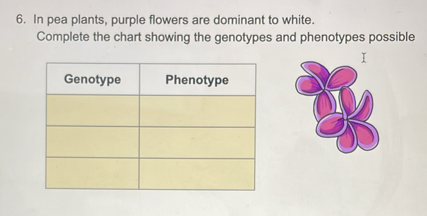 In pea plants, purple flowers are dominant to white. 
Complete the chart showing the genotypes and phenotypes possible